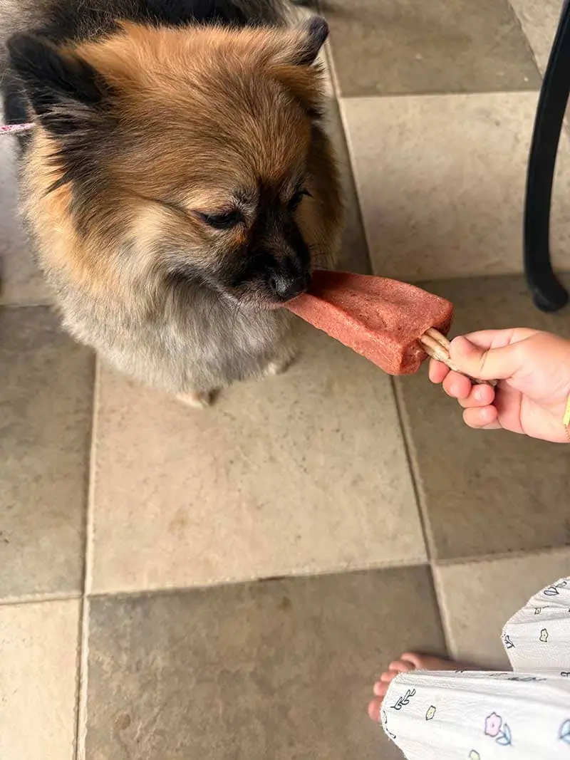 Pet