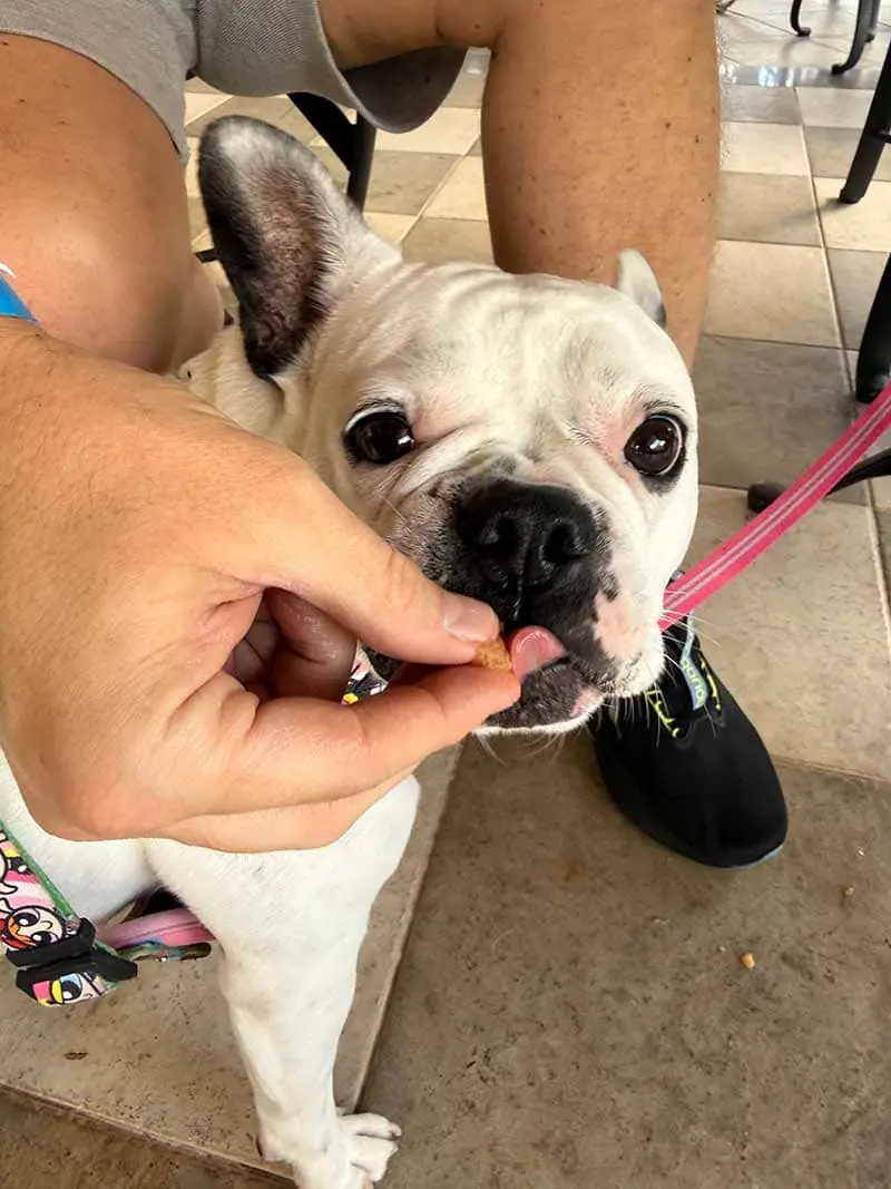 Pet