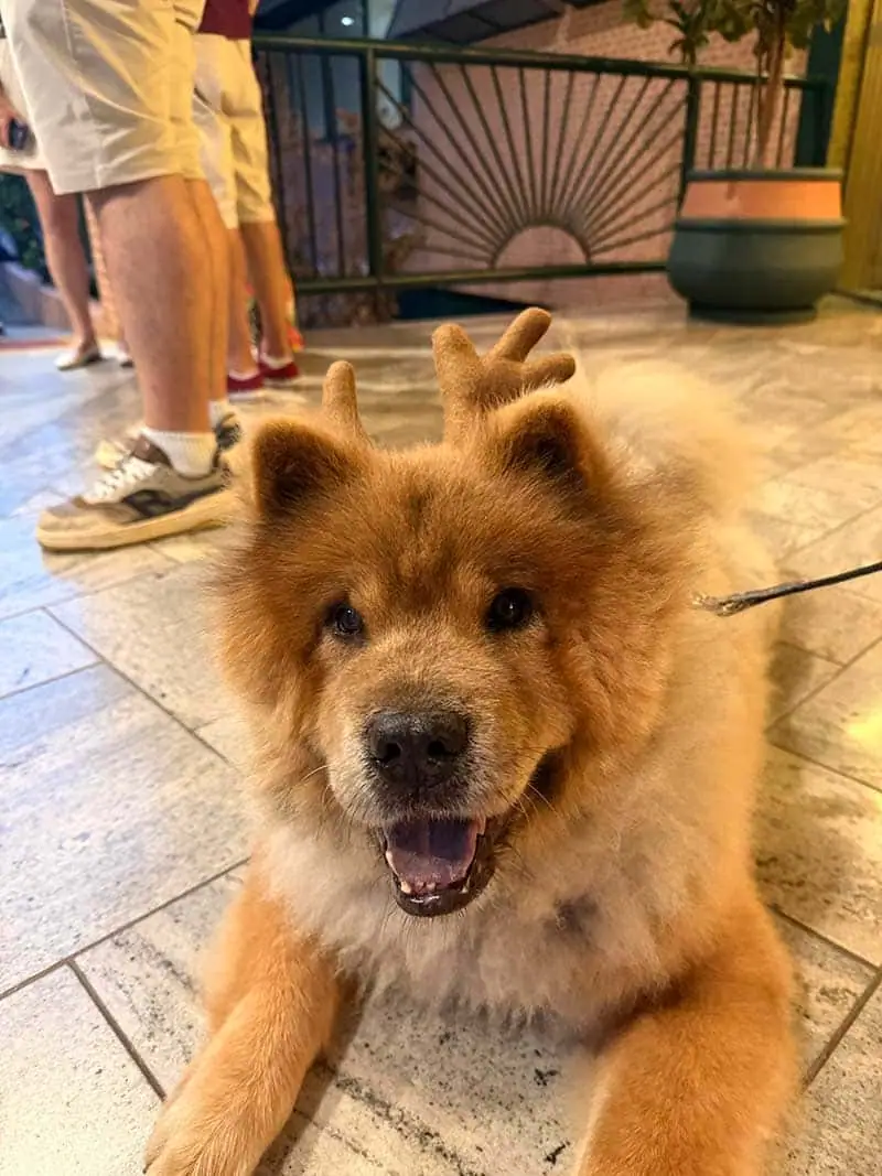 Pet