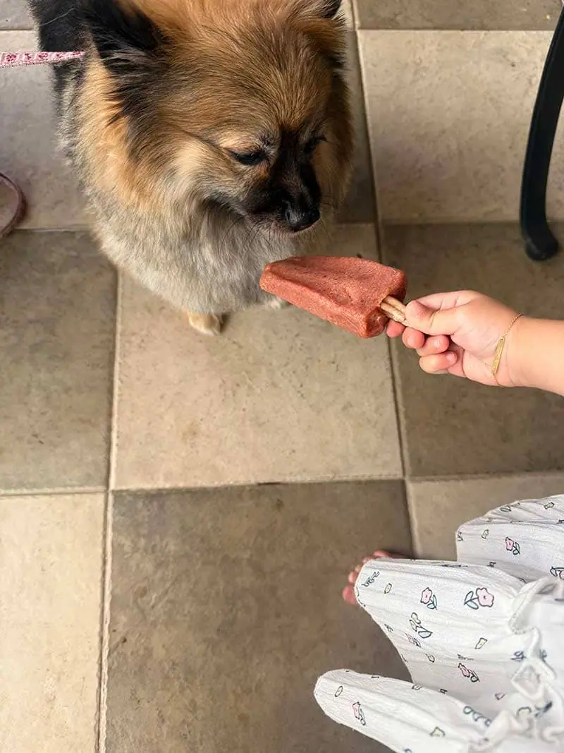 Pet