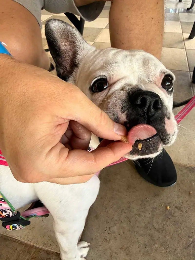Pet